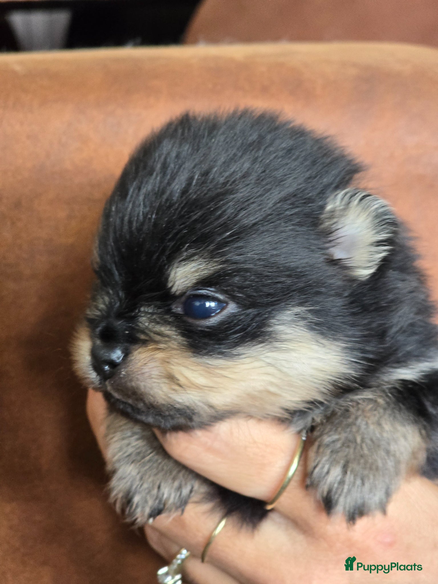 Pomeriaan honden te koop: Te koop prachtige Black and ten pomeriaan pups in Veenendaal - Advertentie 2