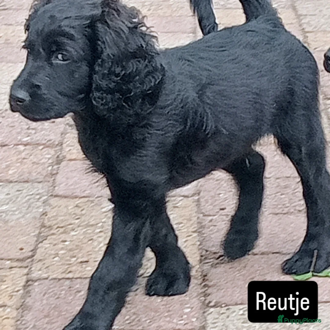 Labradoodle honden Labradoodle puppies mogen nest verlaten - Advertentie 2