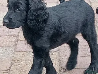 Labradoodle honden Labradoodle puppies mogen nest verlaten - Advertentie 2