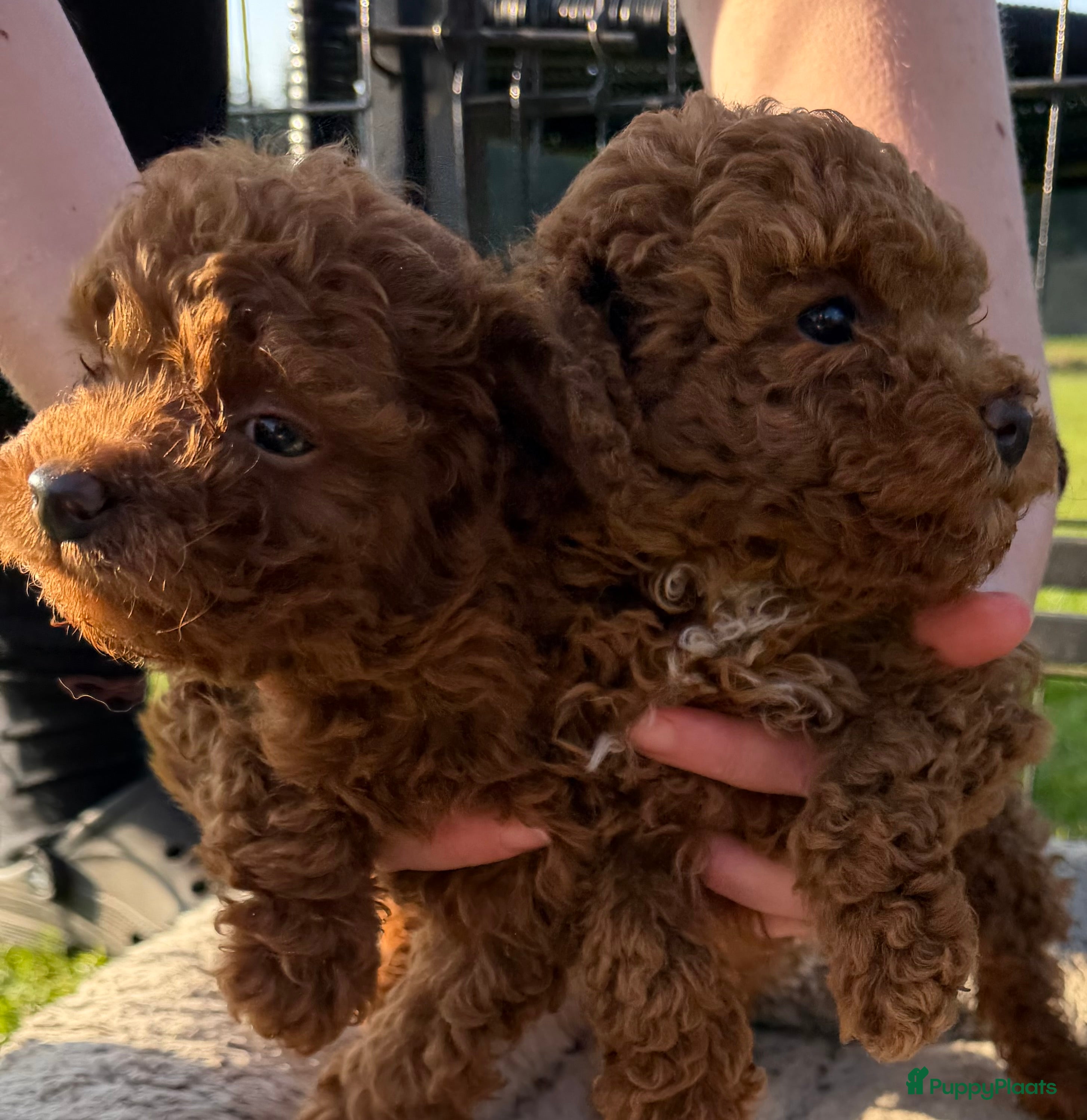 Poedel Toy honden Toy poedel pups te koop - Advertentie 4