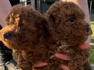 Poedel Toy honden Toy poedel pups te koop - Advertentie 4