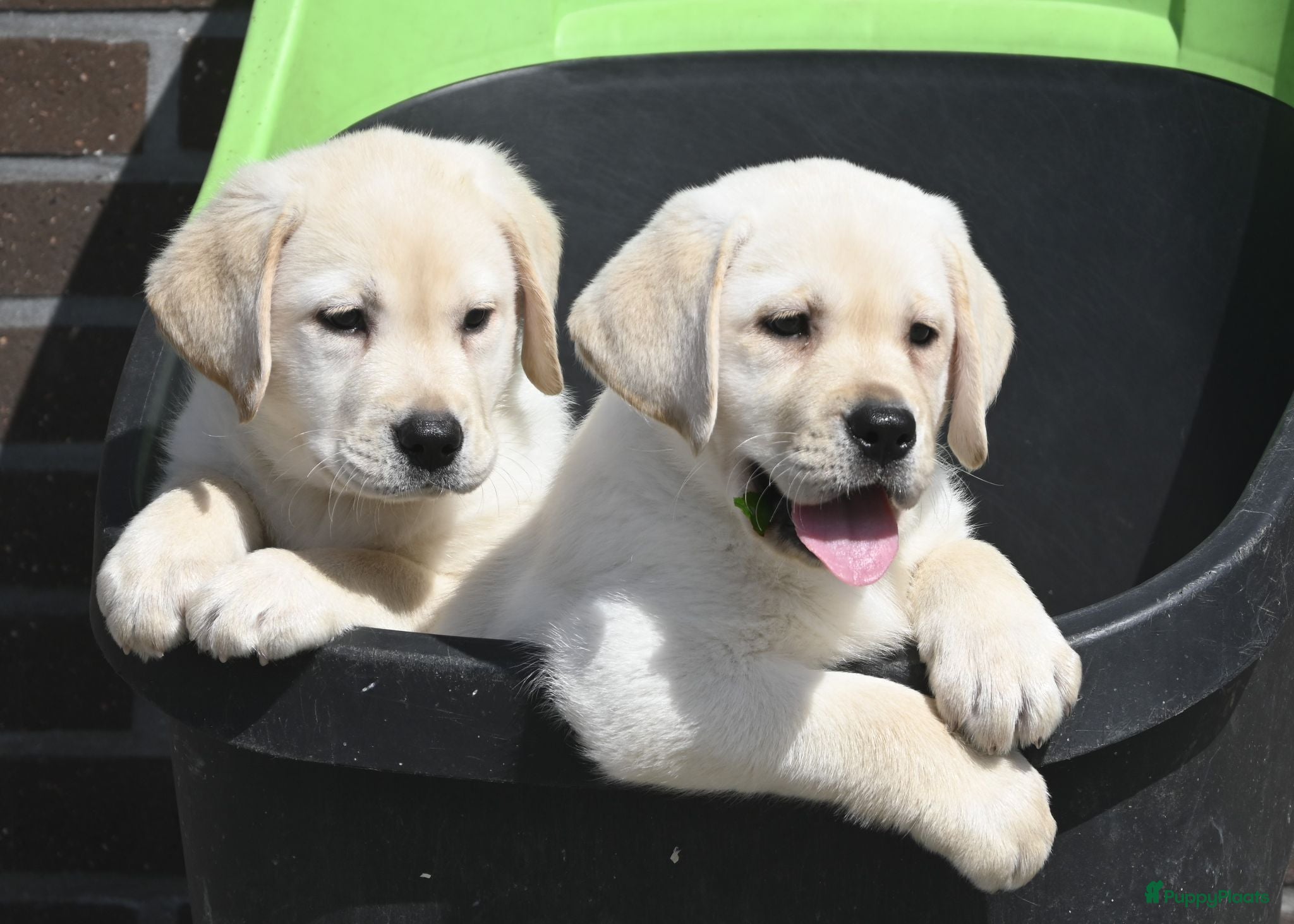 Labrador Retriever honden Knappe Labrador pups met stamboom ! - Advertentie 1