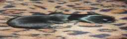 Chihuahua honden te koop: chihuahua pupjes - Advertentie 2