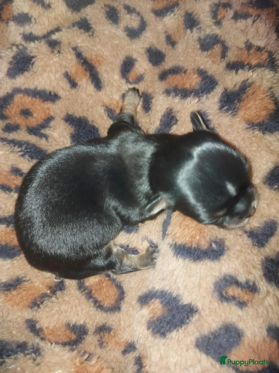Chihuahua honden te koop: chihuahua pupjes - Advertentie 2