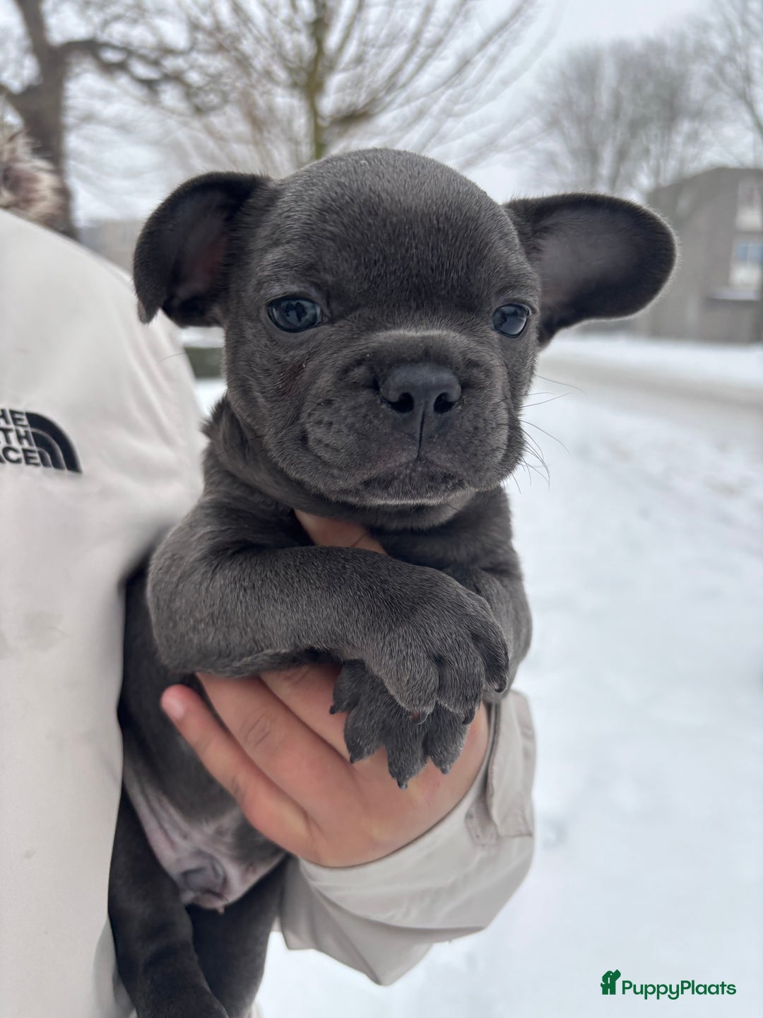 Franse Bulldog honden te koop: Franse Bulldog pups - Advertentie 6