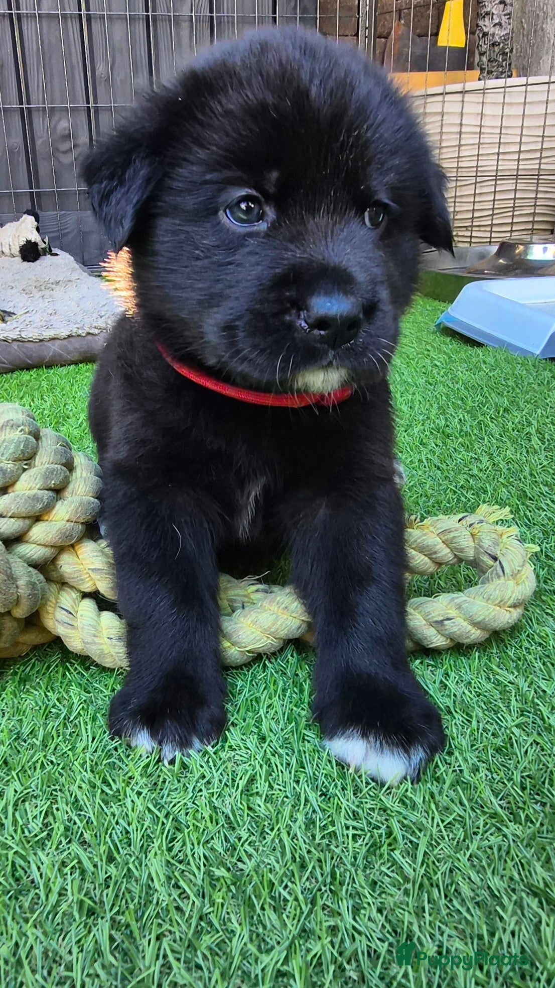 Kruising honden te koop: Labrakita pups (Labrador x Akita) Loyaal & speels - Advertentie 9