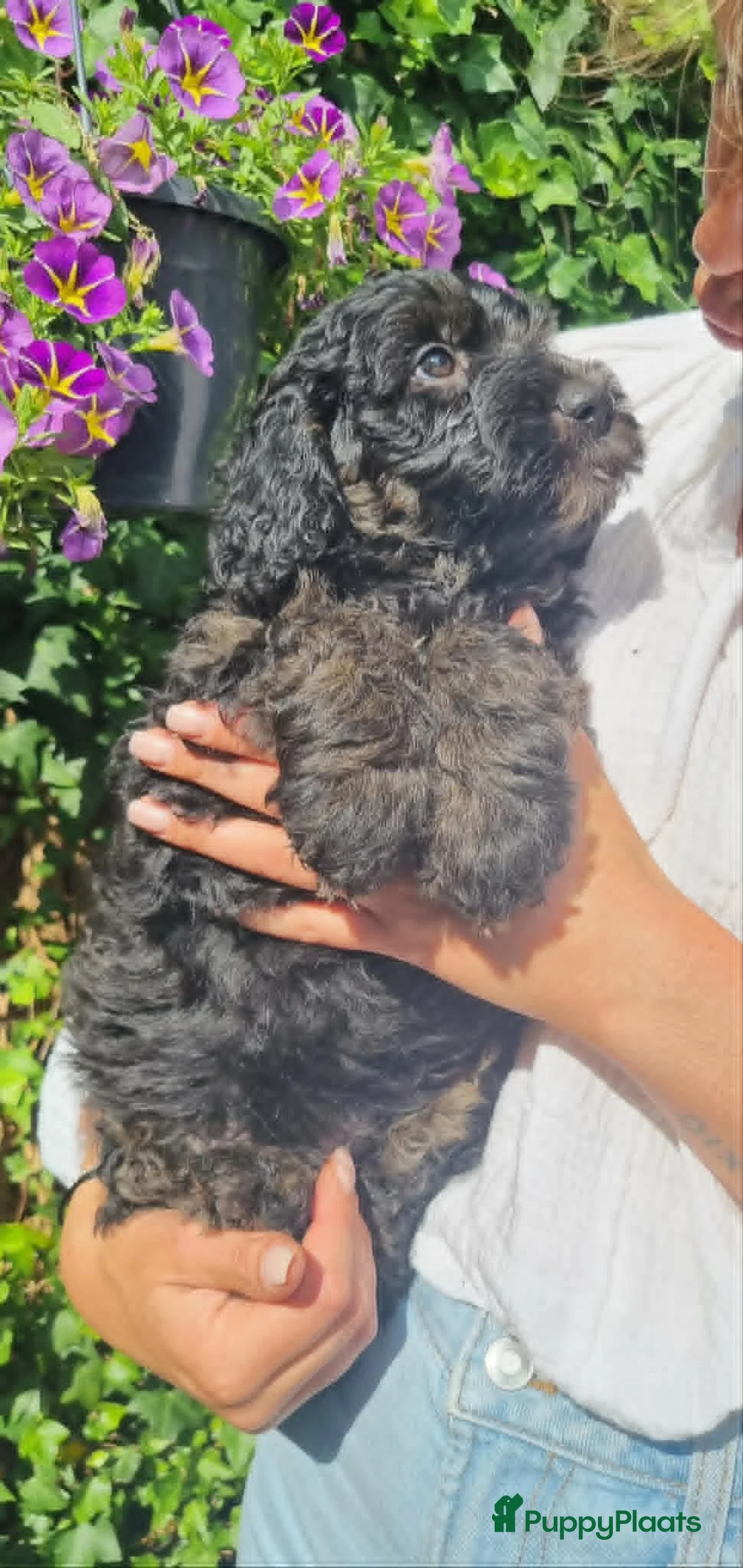Australian Labradoodle honden te koop: Australian Labradoodle pups - Advertentie 2