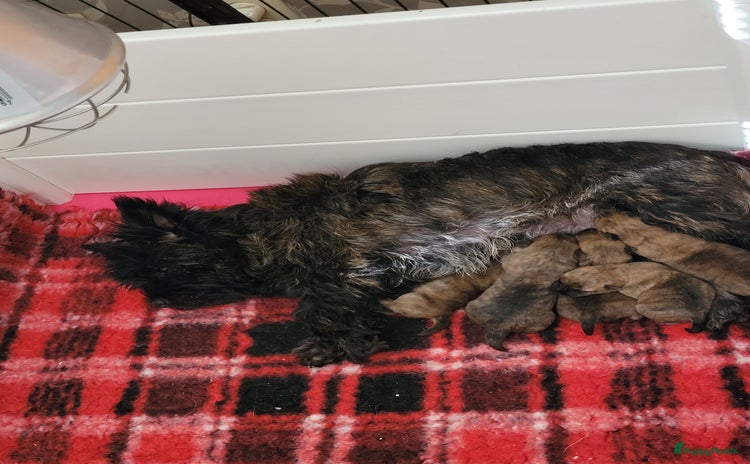 Cairn Terriër honden - Advertentie 4