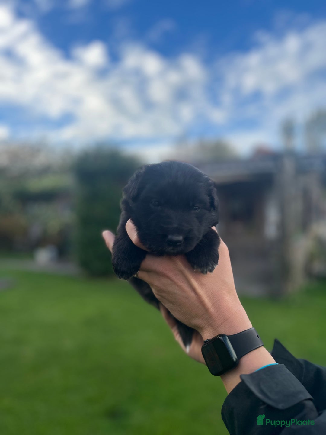 Kruising honden te koop: Lieve duitse herder x border collie pups - Advertentie 10