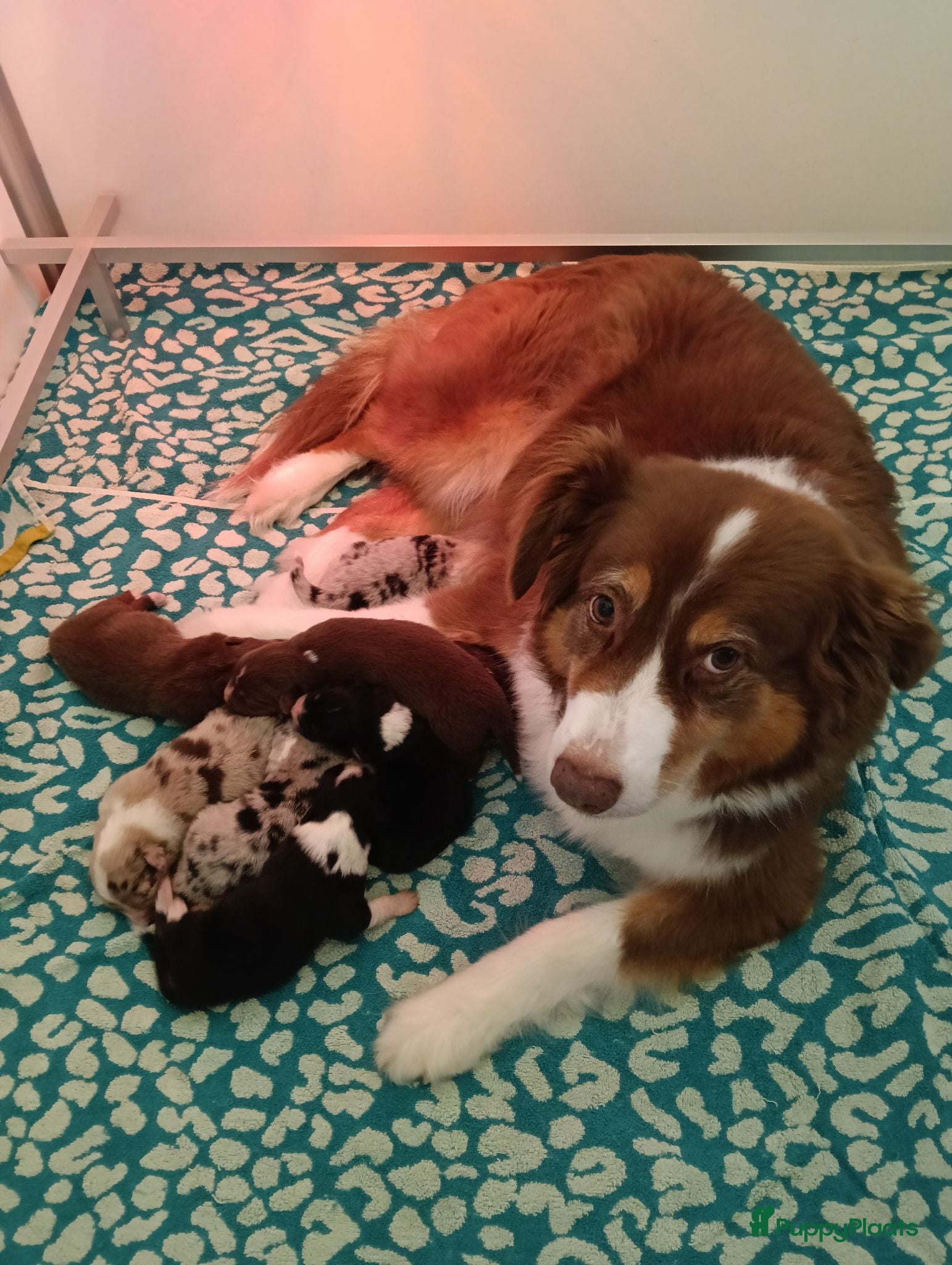 Australian Shepherd honden Australian shepherd pups - Advertentie 1