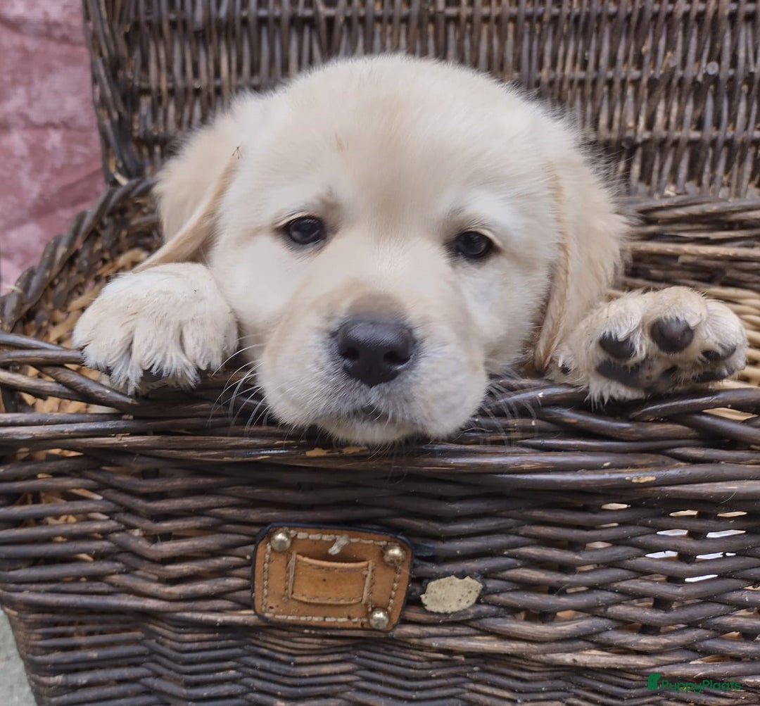 Labrador Retriever honden te koop: schitterend geel labrador reutje beschikbaar.  - Advertentie 16