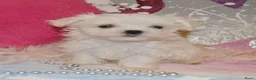 Maltezer honden te koop: Kleinblijvende Maltezer puppy reutjes  - Advertentie 3