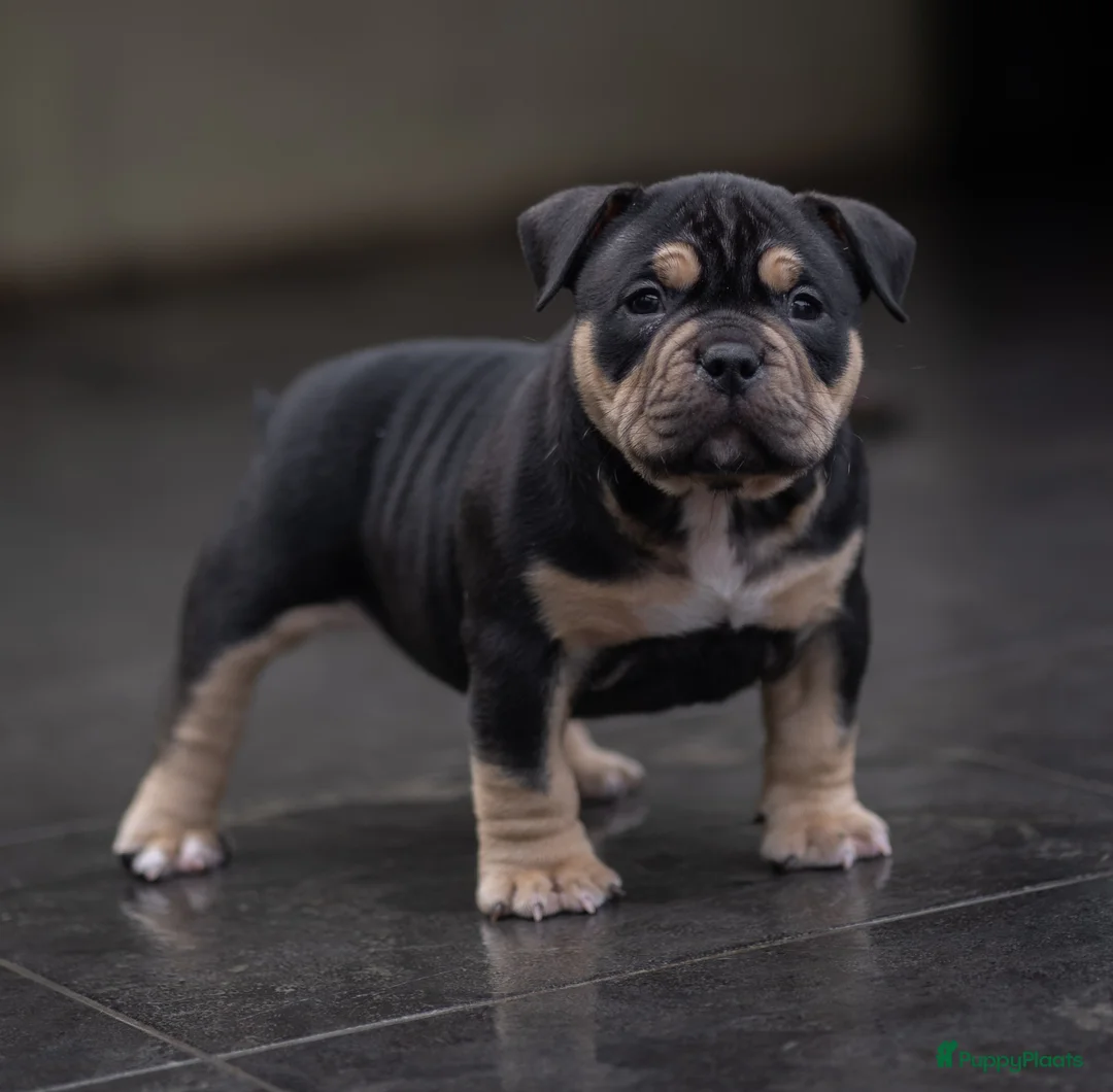 Amerikaanse Bully honden te koop: American Bully pocket pup verwacht  - Advertentie 8