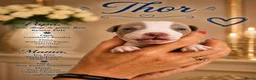 Amerikaanse Naakthond honden te koop: Prachtige Amerikaanse naakt hondjes - Advertentie 32