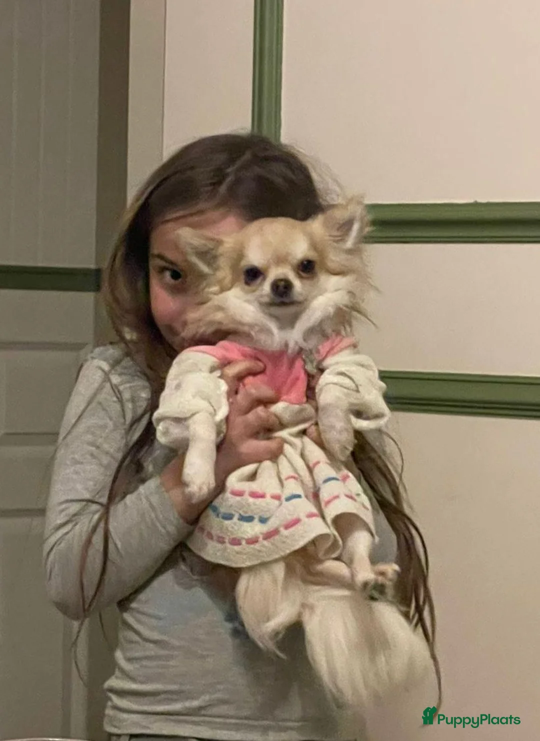 Chihuahua honden te koop: Prachtige chihuahua puppy's - Advertentie 7