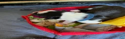 Border Collie honden te koop: gouden mandje gezocht voor onze puppy's - Advertentie 8