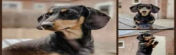 Ruwhaar Teckel honden te koop: Schattige Ruwharige Teckel pups (kaninchen/dwerg) - Advertentie 12