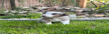 Australian Shepherd 3