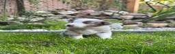 Australian Shepherd honden te koop: Australian Shepherd puppy’s - Advertentie 6