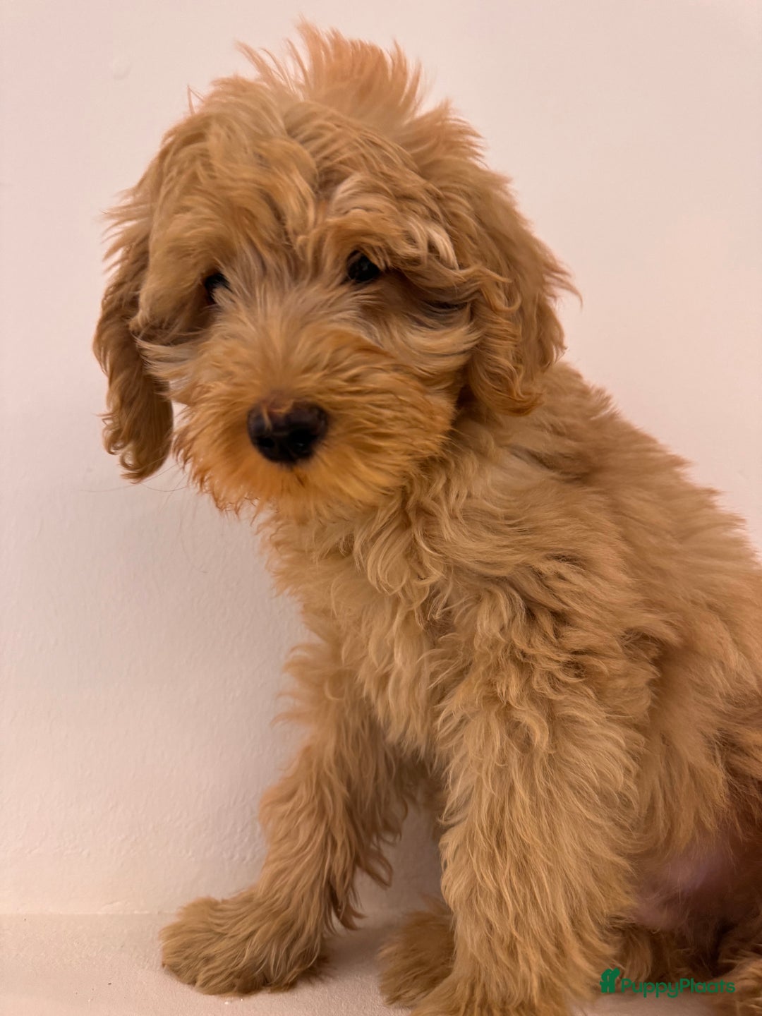 Kruising honden te koop: PRACHTIGE GOLDENDOODLE MINI REUTJE - Advertentie 2