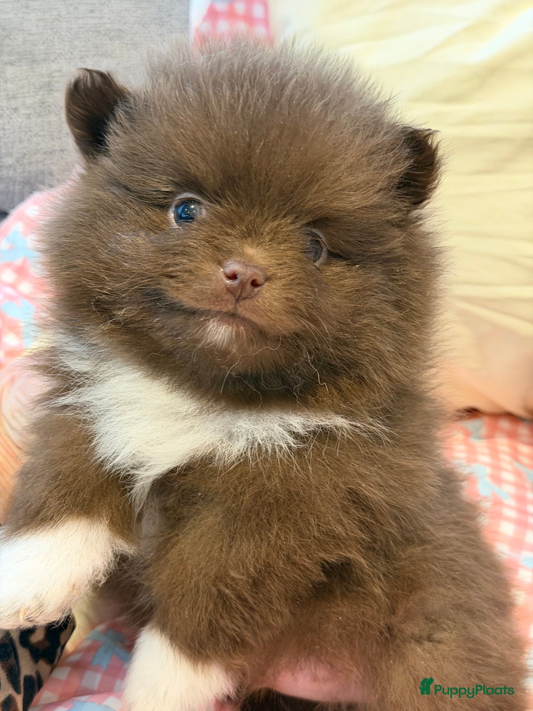 Pomeriaan honden te koop: Choco pomeranian pomeriaan pups te reserveren - Advertentie 16