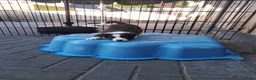 Border Collie honden te koop: Border collie pups - Advertentie 7