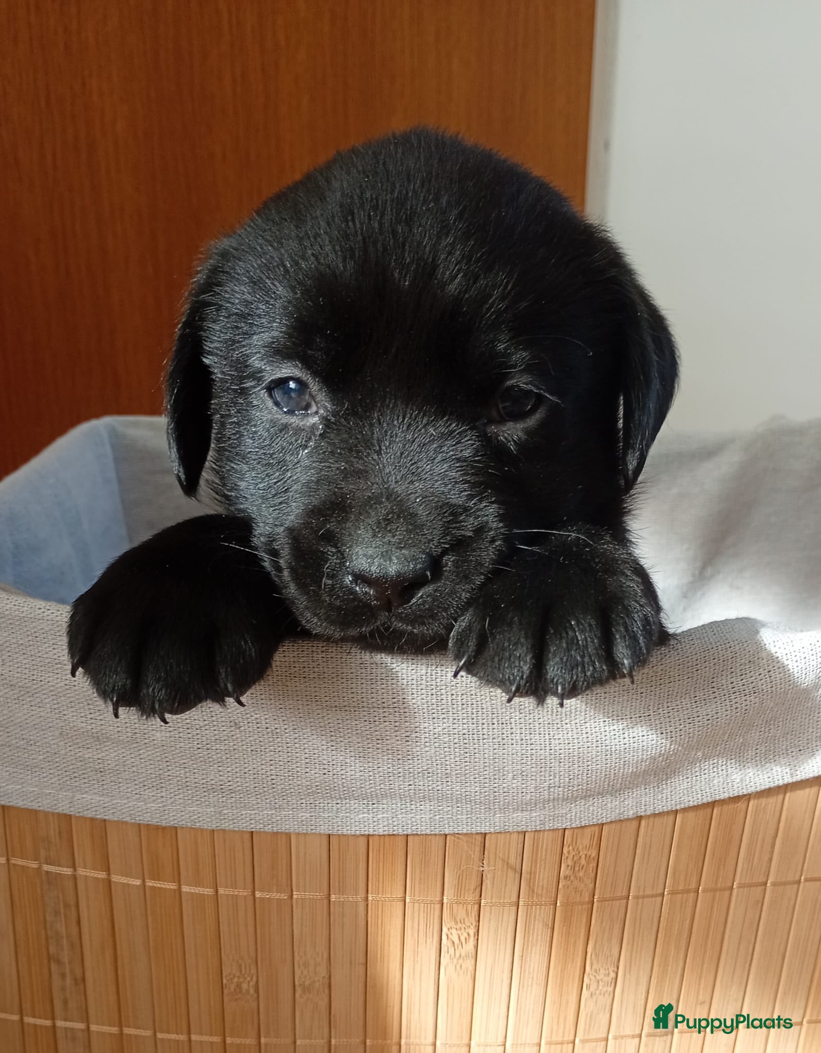 Labrador Retriever honden FCI Pedigree - Labrador retriever puppies  - Advertentie 2