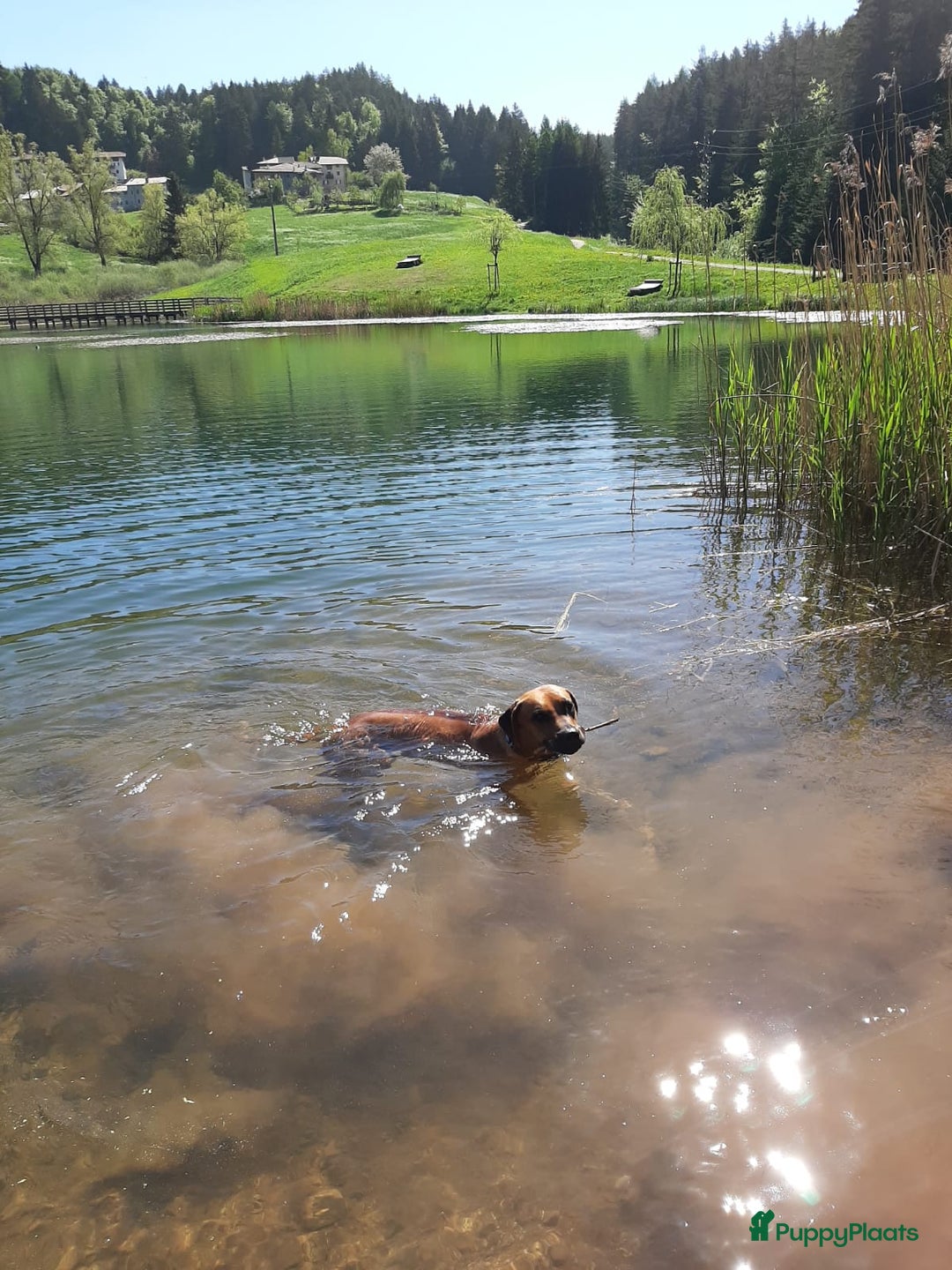 Rhodesian Ridgeback honden te koop: Eenmalig RR nestje-half juni van Keniaanse Teef in Elst - Afbeelding 6