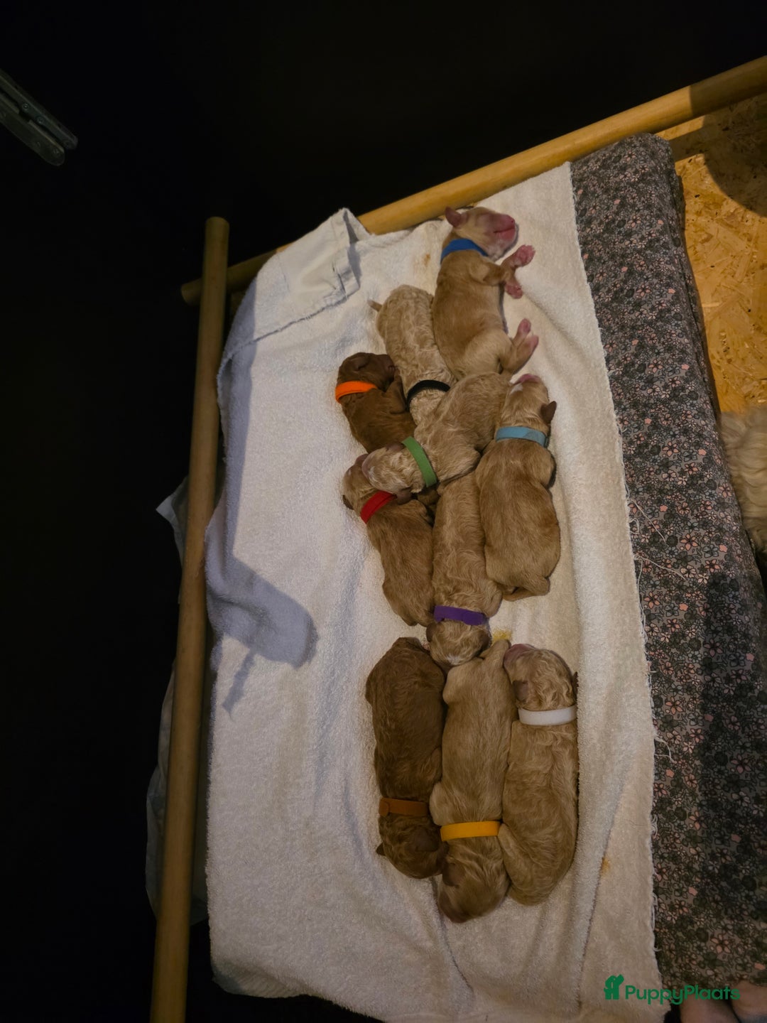 Goldendoodle honden te koop: 🐶 Goldendoodle pups medium - Advertentie 7