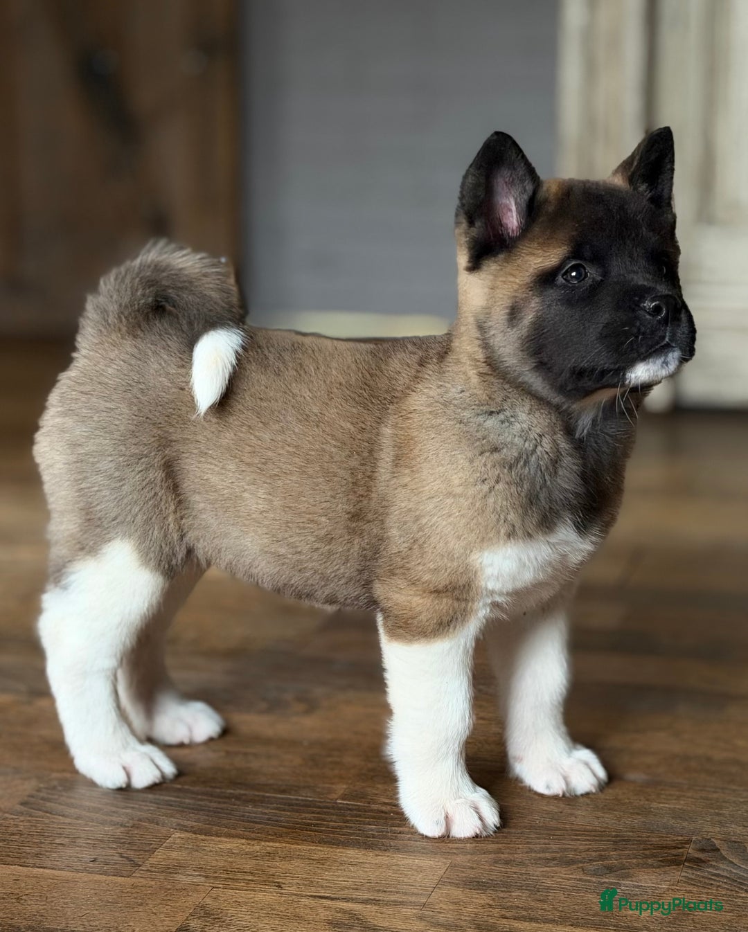 American Akita honden te koop: Prachtige American akita pups van unieke bloedlijn - Advertentie 32