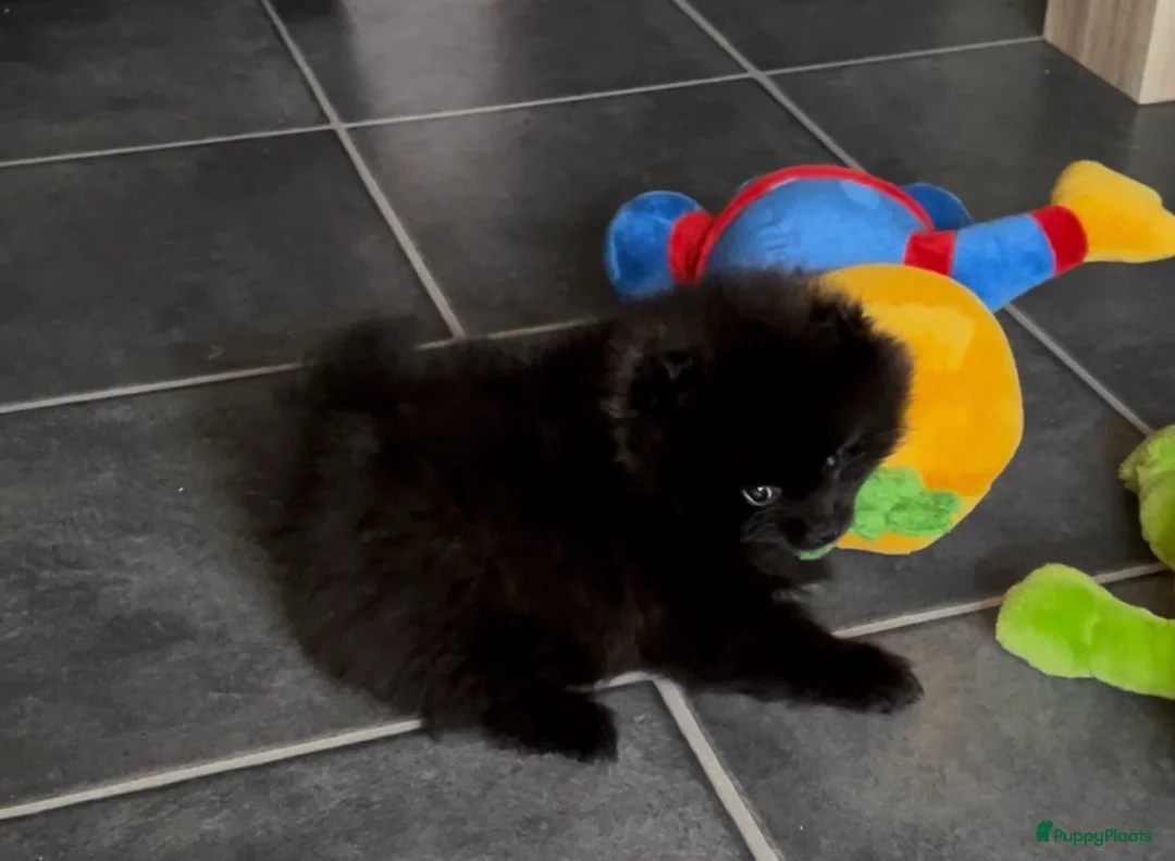 Pomeriaan honden te koop: 3 rui pomeriaan pups te koop - Advertentie 2