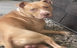 Pitbull Terriër honden ter dekking: Ajax/Jaxie ( DEKREU ) - Advertentie 7