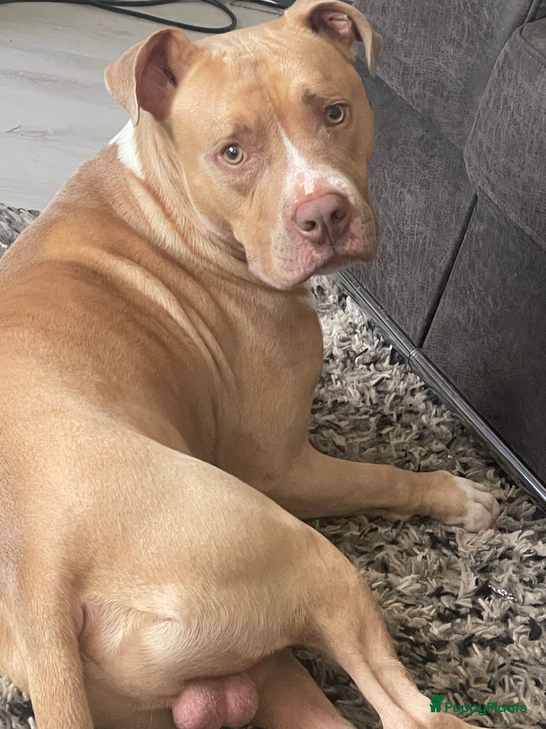 Pitbull Terriër honden ter dekking: Ajax/Jaxie ( DEKREU ) - Advertentie 7