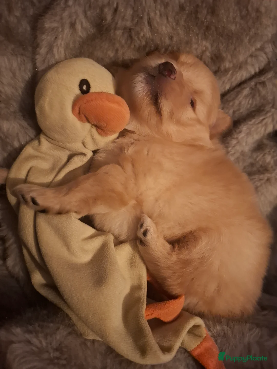 Pomeriaan honden te koop: Lieve pomeriaan pup vrouwtje - Advertentie 7