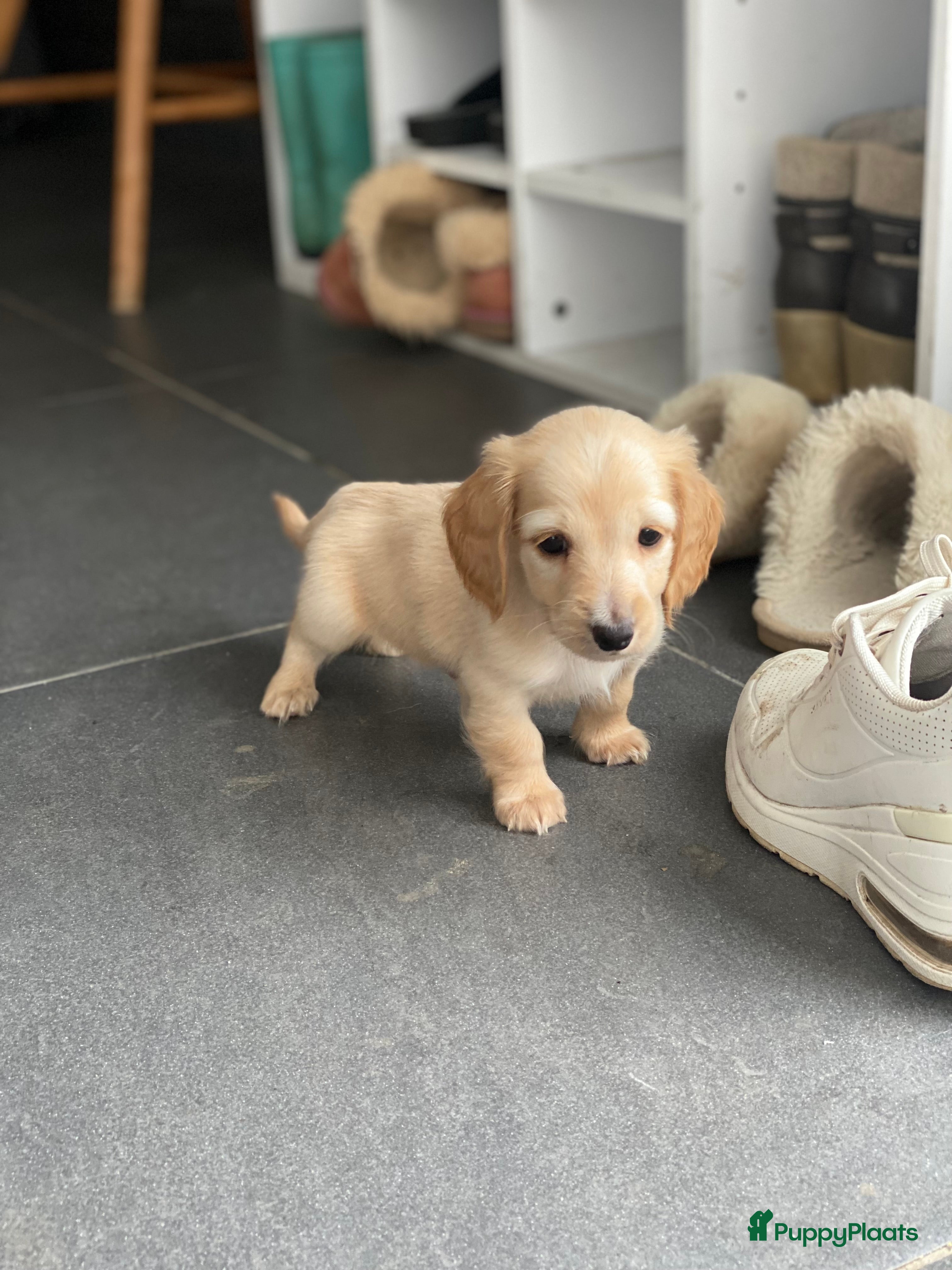 Teckel (langhaar) honden Dwerg teckel pups - Advertentie 2