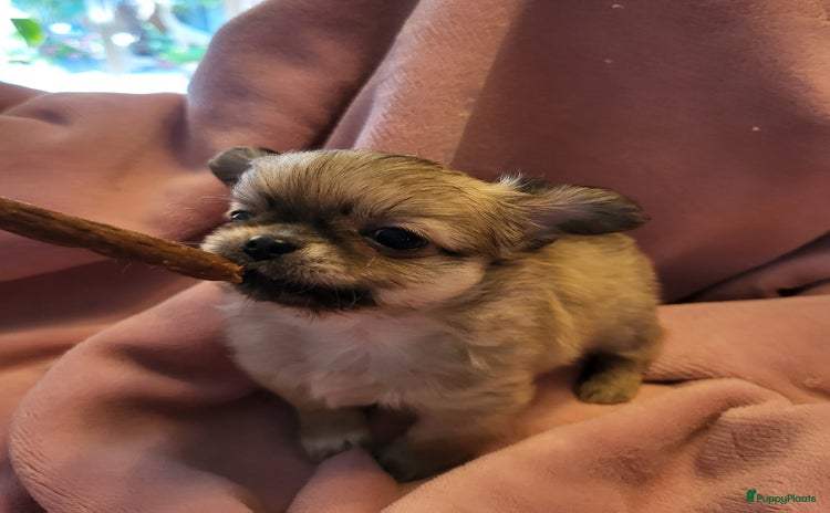 Chihuahua honden - Advertentie 2
