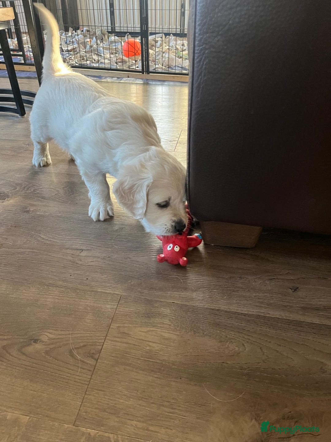 Golden Retriever honden te koop: 2 lieve golden retriever puppys te koop - Advertentie 4