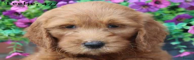 Goldendoodle 7