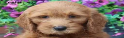 Goldendoodle honden te koop: Mooie Goldendoodle pups - Advertentie 30