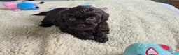 Kruising honden te koop: Lieve mini boompoo  - Advertentie 10