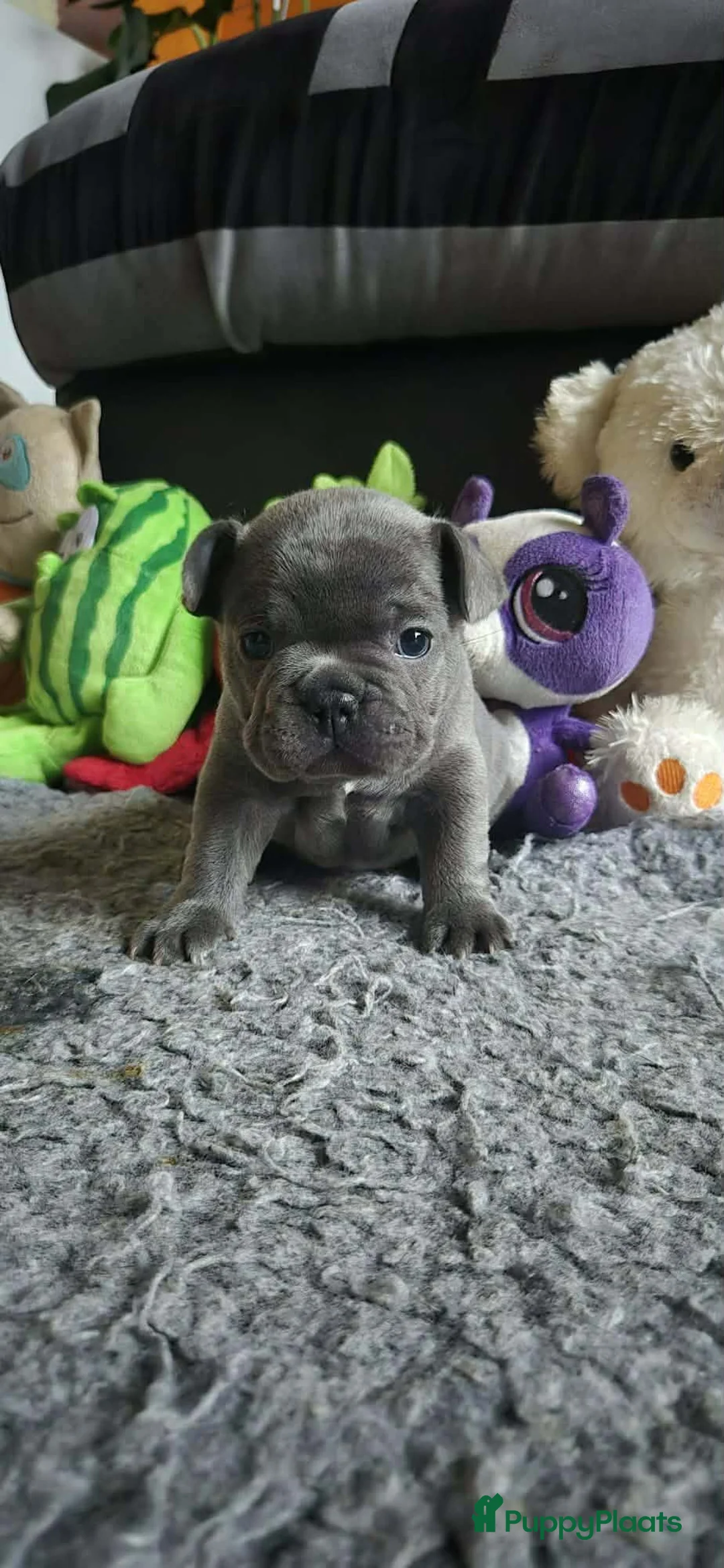 Franse Bulldog honden te koop:  Prachtige Blauwe Bulldog puppy’s thuisnestje - Advertentie 18