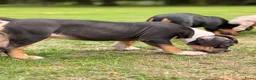 Amerikaanse Bully honden te koop: American Bully xl puppy’s  in Eindhoven - Advertentie 12