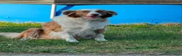Australian Shepherd honden te koop: Mooie Australian Shepherd pups - Advertentie 9