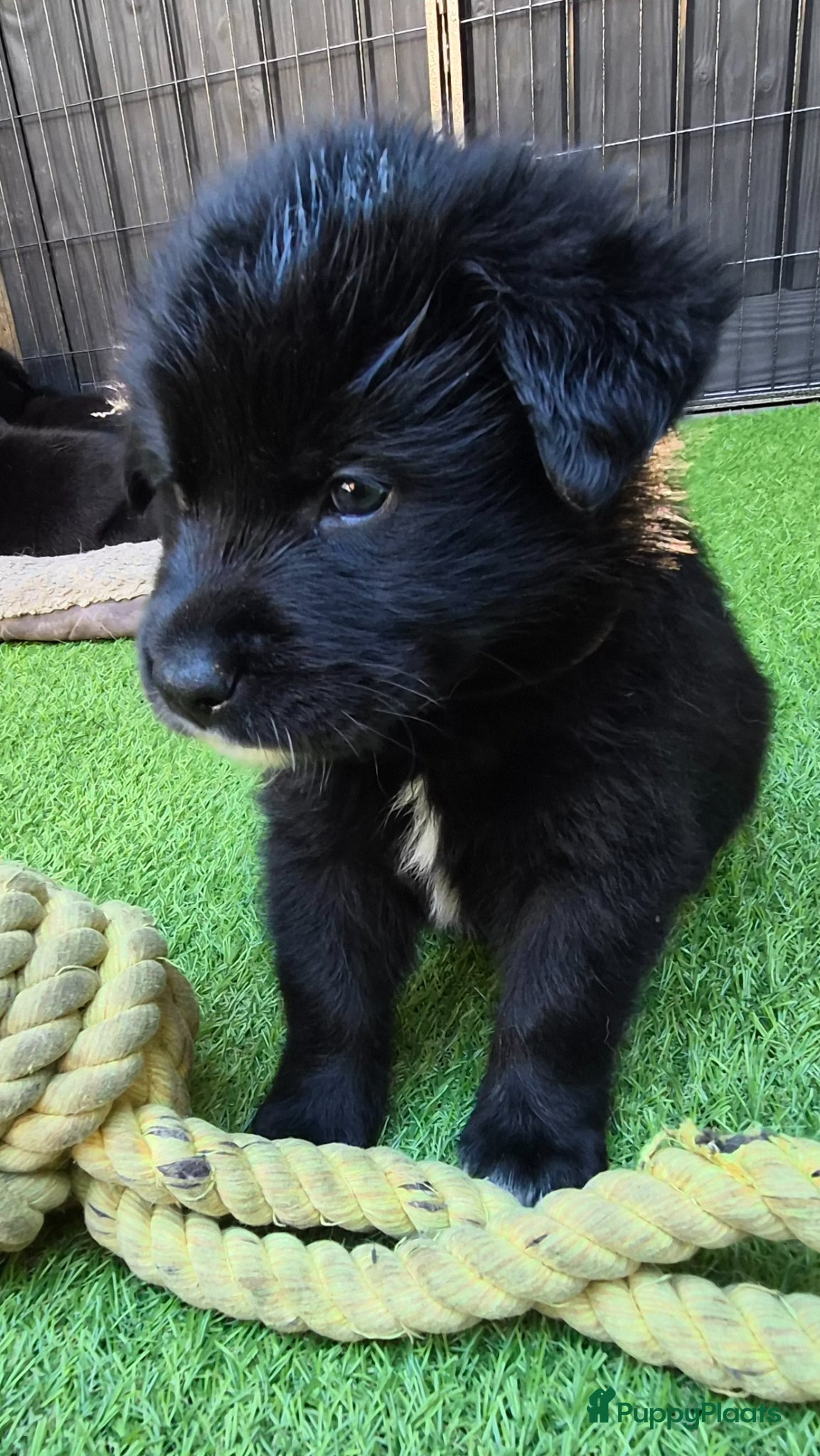 Kruising honden te koop: Labrakita pups (Labrador x Akita) Loyaal & speels - Advertentie 10