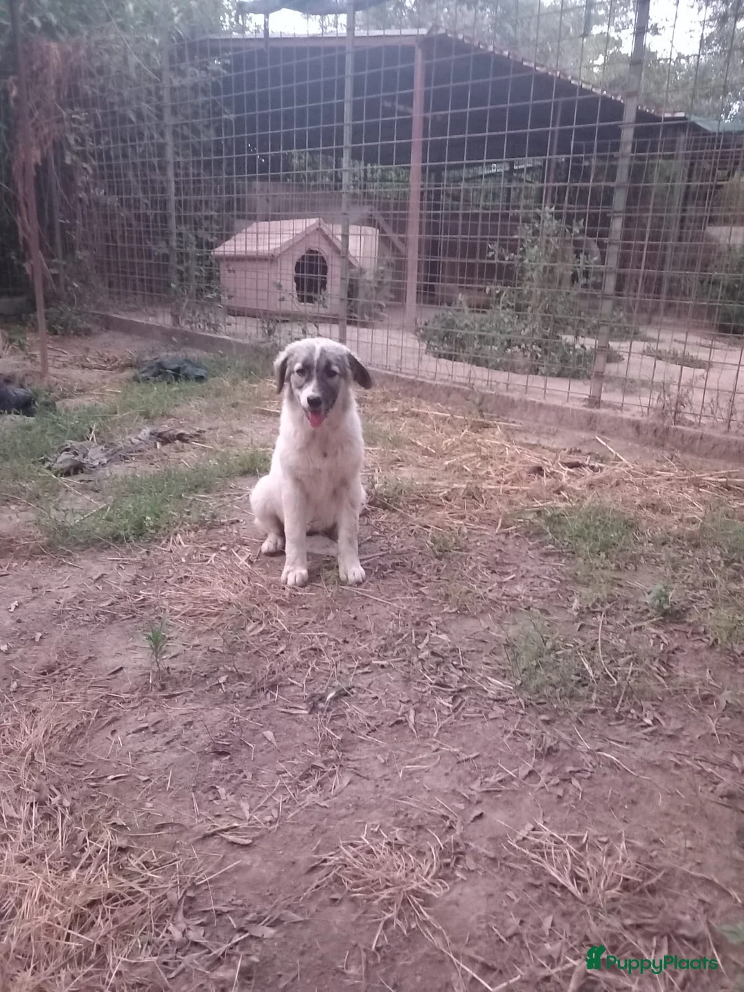 Kruising honden te koop: Franciscus zoekt een.baasje - Advertentie 6