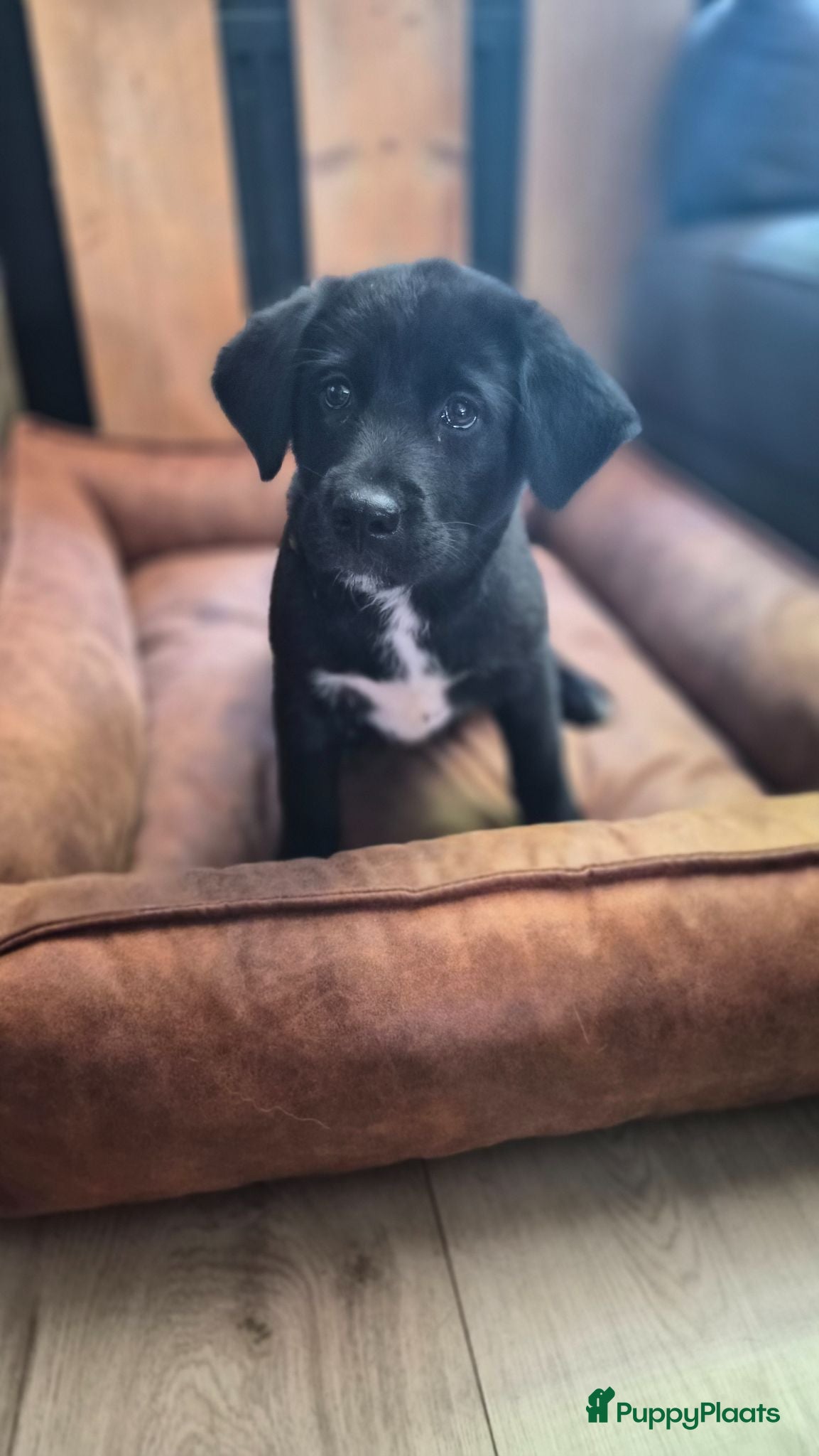 Kruising honden Laatste 2 Labrakita pups zoeken nieuw huisje - Advertentie 2