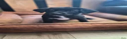 Kruising honden te koop: Laatste Labrakita pup teefje zoekt nieuw huisje - Advertentie 2