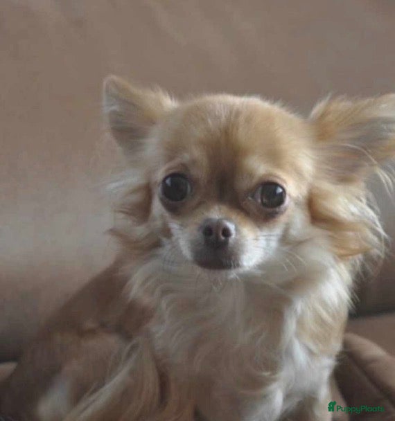 Chihuahua honden Chihuahua pups verwacht  - Advertentie 6