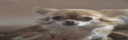Chihuahua honden te koop: Chihuahua pups verwacht  - Advertentie 1