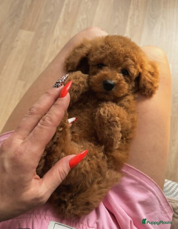 Poedel Toy honden Toy Poedel pups - Advertentie 1